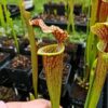 Sarracenia x moorei -- "Litchi - Image 3