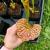 Sarracenia x moorei -- "Litchi - Image 4