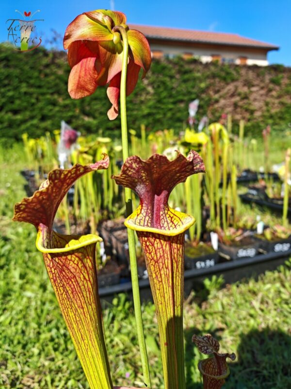 Sarracenia x moorei -- "Litchi