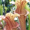 Sarracenia Reptilian rose SX112 – Image 5