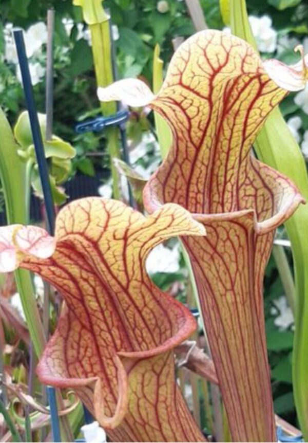 Sarracenia Reptilian rose SX112