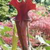 Sarracenia Reptilian rose SX112 – Image 4