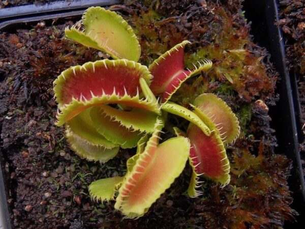 dionaea muscipula mutant #1