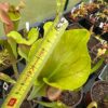 Sarracenia oreophila velka x S flava – Image 3
