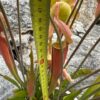 Sarracenia Tygo – Image 3