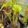 Sarracenia oreophila velka x S flava – Image 4