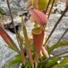 Sarracenia Tygo – Image 4