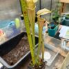 Sarracenia areolata colorfull clone snowwithe flower – Image 2