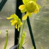 Sarracenia hybride No36 – Image 2