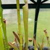 Sarracenia x Superjutaphil x Wilkerson'n white knight – Image 3