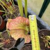 Sarracenia leucophylla - Image 2