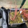 Drosera filiformis red – Image 3