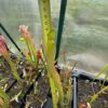 Sarracenia Mushroom periscope – Image 2