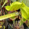 Sarracenia oreophila velka x S flava – Image 5