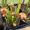 Sarracenia x rehderi – Image 3