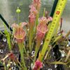 Sarracenia x stevensii – Image 2
