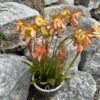 Sarracenia Tygo – Image 5
