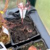 Drosera binata var, multifida f, extrema – Image 2