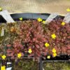 Drosera x Beleziana geante – Image 3