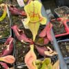 Sarracenia Purpurea Subsp Venosa – Image 4