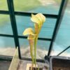 Sarracenia areolata colorfull clone snowwithe flower – Image 3