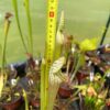 Sarracenia leucophylla blanche – Image 4