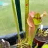 Sarracenia leucophylla - Image 3