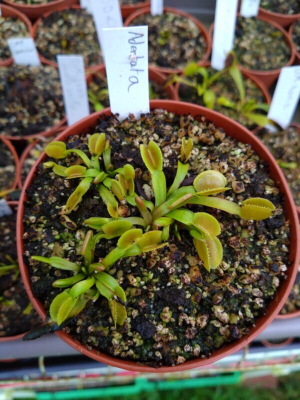 Dionaea adentata