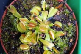 Dionaea bcp z08