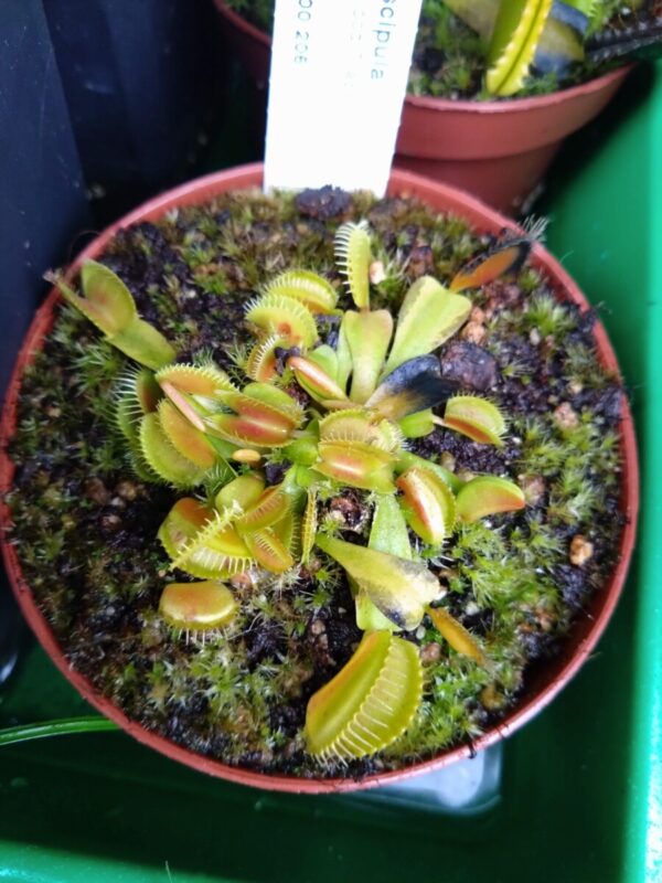 Dionaea bcp z08