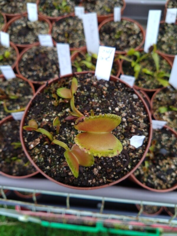 Dionaea candy cane