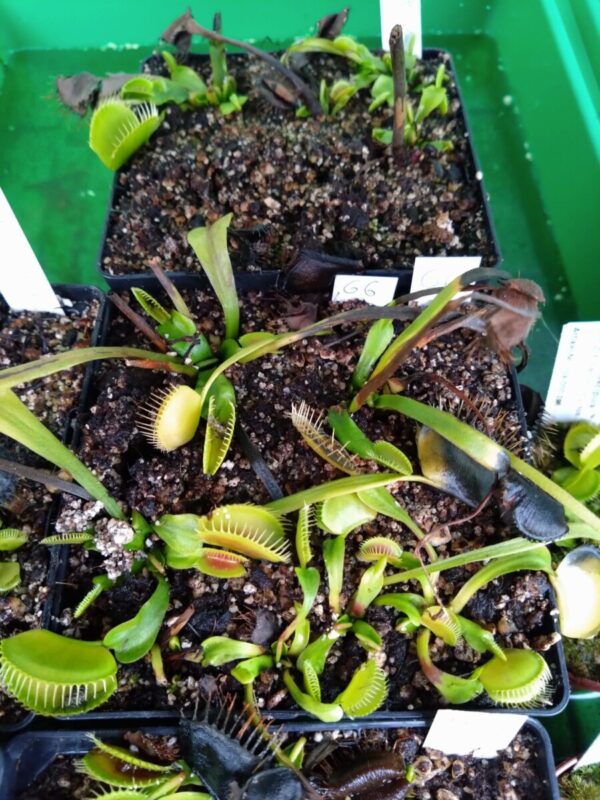 Dionaea g6
