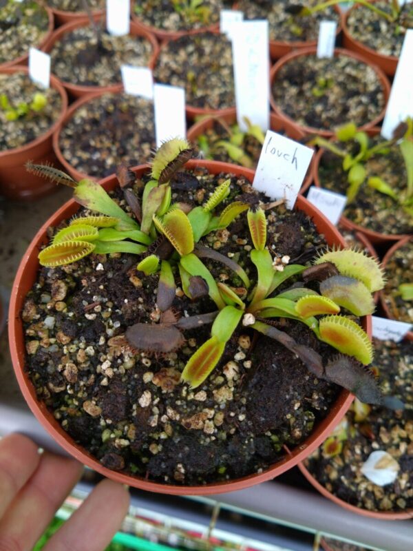 Dionaea louchapates