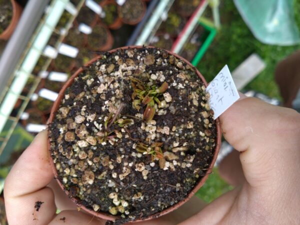 Dionaea miniature giant flower