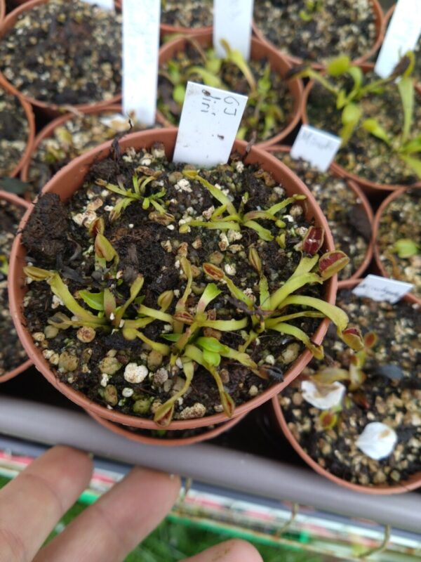 Dionaea gj diri piri
