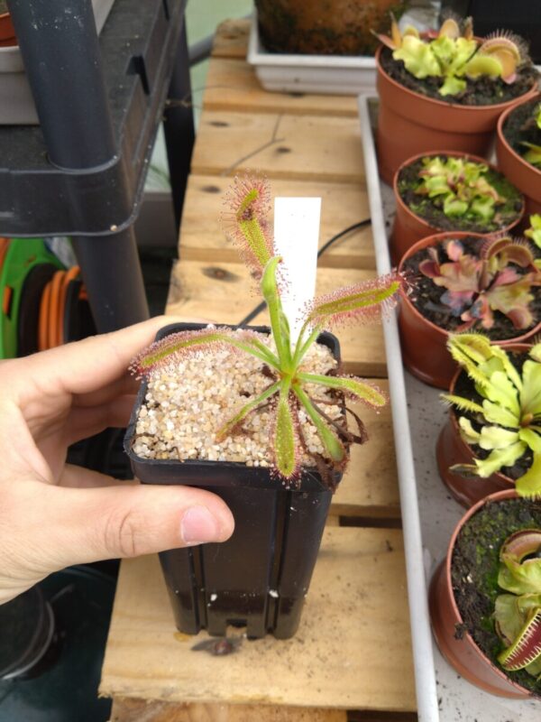 Drosera ramentacea