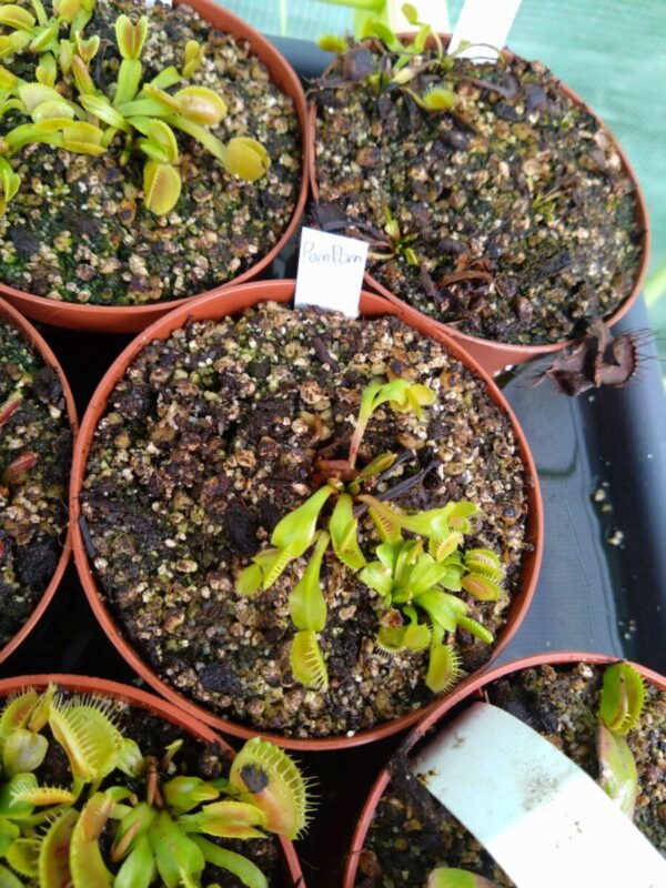 Dionaea pompom