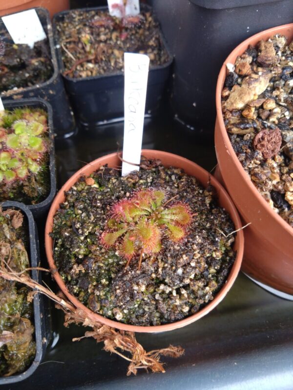 Drosera burkeana