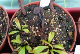 Dionaea red dentist