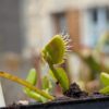 Dionaea Hanika's Butterfly – Image 4