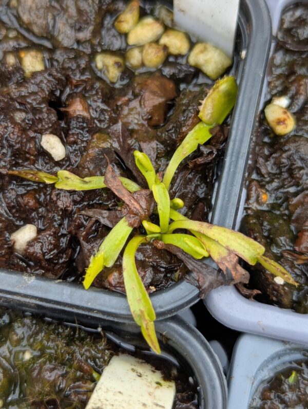 Dionaea Green Dog