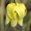 Sarracenia hybride No 49 – Image 2
