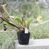 Sarracenia hybride No 49 – Image 3