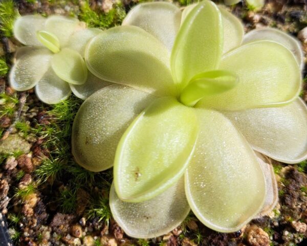 Plante carnivore : Pinguicula ibarrae, lanchinol, Mexico