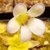 Plante carnivore : Pinguicula ibarrae, lanchinol, Mexico – Image 2