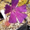 Plante carnivore : Pinguicula x 'Seductora' – Image 2