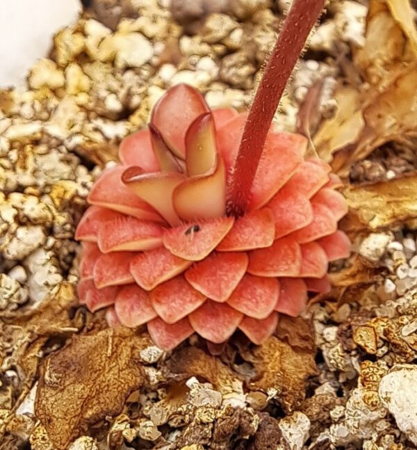 Plante carnivore : Pinguicula x 'Seductora'