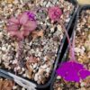 Plante carnivore : Pinguicula x 'Seductora' – Image 3