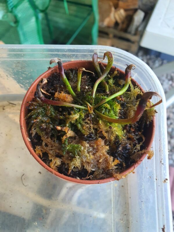 Cobra Lily - Darlingtonia california xs