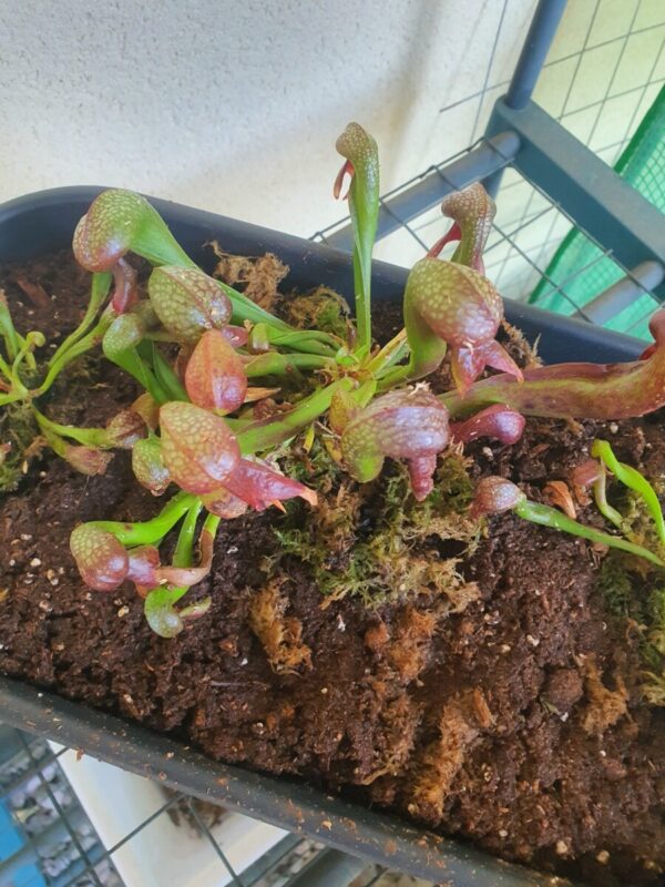 Lis Cobra - Darlingtonia california